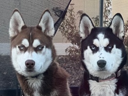 Siberian Husky – 2 - 10 months old husky