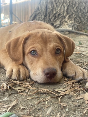 Australian Cattle Dog – Cattle dog mix puppied