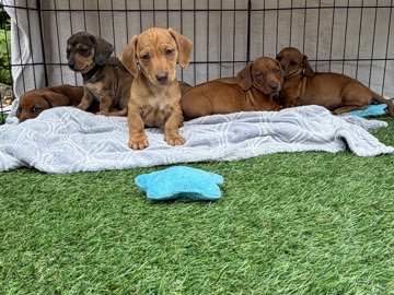 Dachshund – Beautiful mini dachshund pups ready for new homes – Worcester