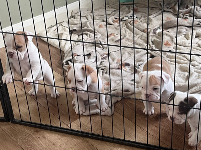 Olde English Bulldogge – English bull dogs.