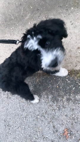 sweets Aussie doodle puppy