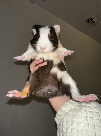 Any – Guinea pig