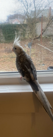 Female White Faced Pearled Pied Cockatiel