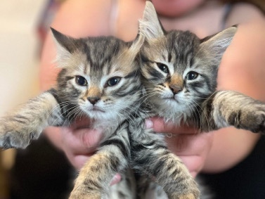 2 female Maine coon kittens 