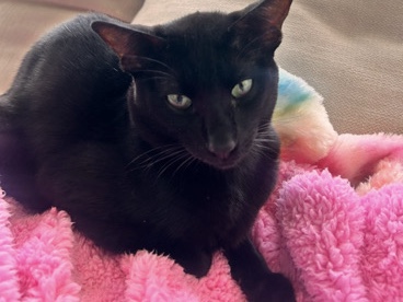 Bengal – rare black melanistic Bengal – Lemon Grove