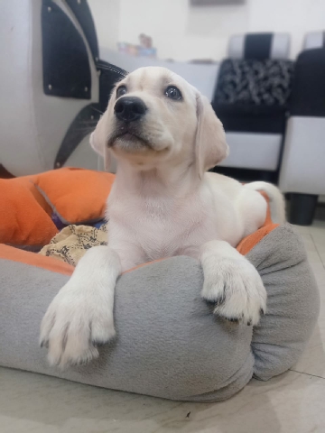 Labrador Retriever – dog's for sales