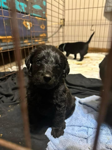 Labrador Retriever – Laberdoodle pups
