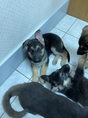 German Shepherd – Pure breed German Shepherd