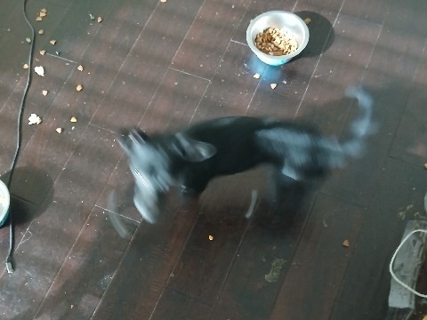 Chihuahua – two chihuahuas – Phoenix