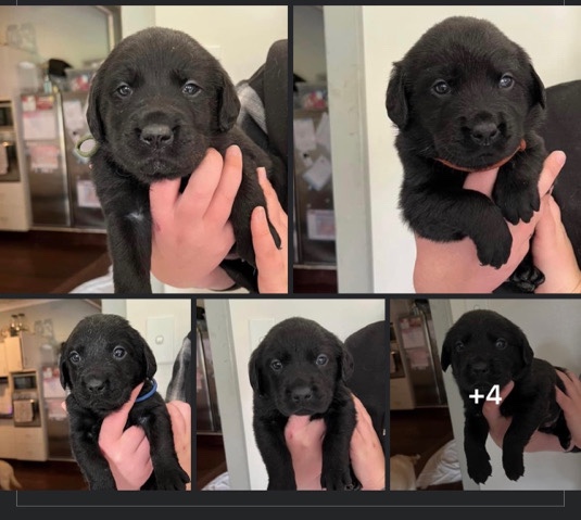 Labrador Retriever – 5 male Labrador/retriever puppies for sale