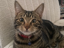 Rehoming my cat – Riverside