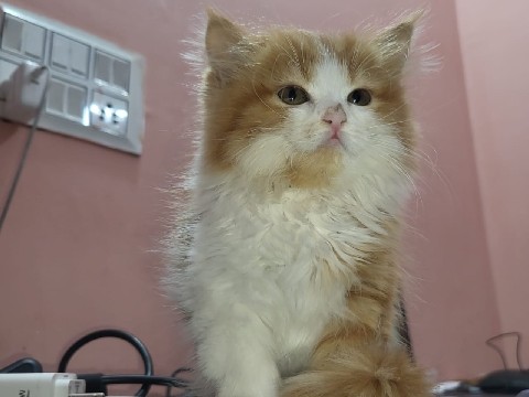Persian (Modern) – Persian cat – Greater Noida