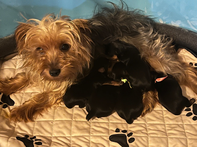 Yorkshire Terrier – Yorkshire Terrier puppies!