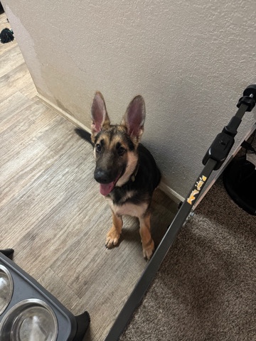 German Shepherd – Lovable energetic puppy