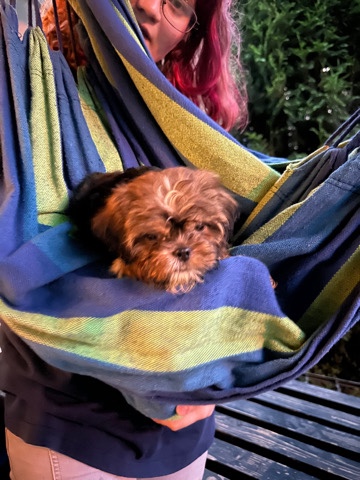 Shih Tzu – Adorable shih-tzu puppies for sale. Ready now.