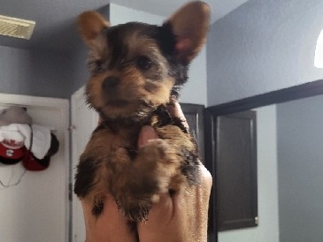 Yorkshire Terrier – tiny teacup yorkies – Lockhart