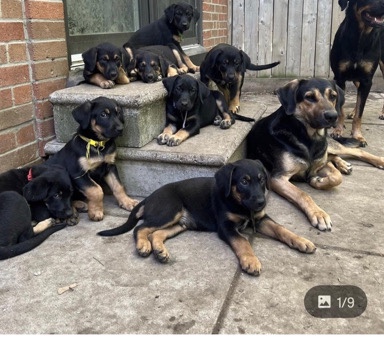 Rottweiler – Rottishepherd mix pups for sale.