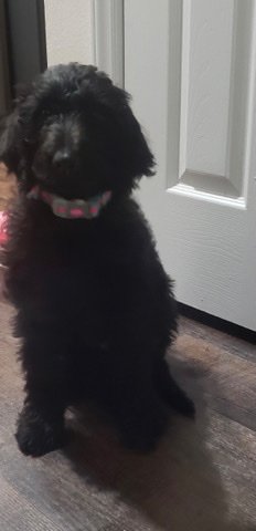 Labrador Retriever – puppy needs a new home