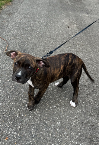 American Pit Bull Terrier – pitbull for sale