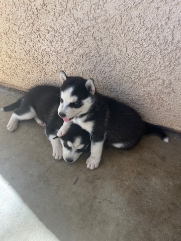 Siberian Husky – Purebred Siberian Huskies