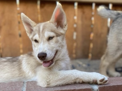 Siberian Husky – Husky pupies for sell – Victorville