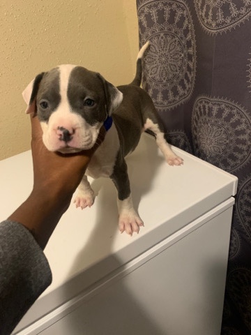American Pit Bull Terrier – pitbull/bully mix