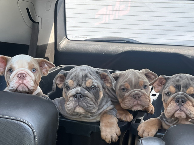 Bulldog – Puppies for sale