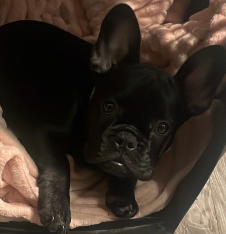 French Bulldog – frenchie female puppy
