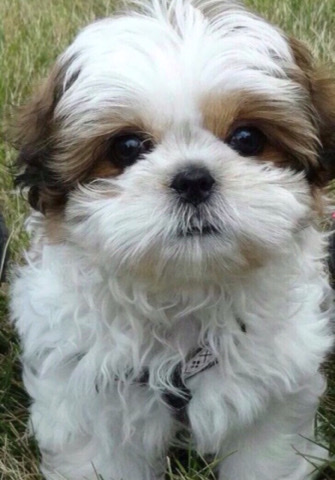 Shih Tzu – Shih Tzu Puppies
