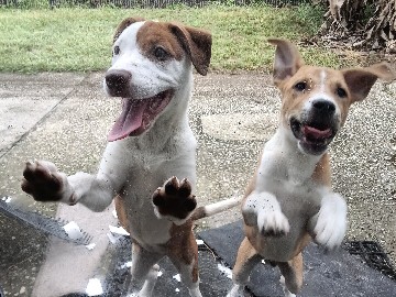 Jack Russell Terrier – 1 boy 1girl Energetic Jack Russell Terrier Puppy – 6 Months Old – Kissimmee