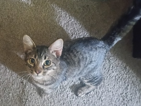 American Shorthair – 🐾 Looking for a Loving New Home for Leo – Phoenix