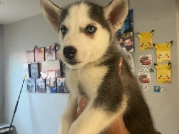 Siberian Husky – siberian husky puppies for sale