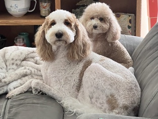 Goldendoodle – Megan Trained Goldendoodle (Dog in Front Only) – Port Saint Lucie