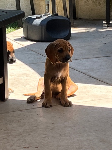 Rhodesian Ridgeback – Rhodesian puppies