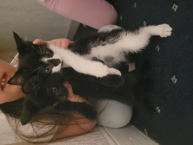 British Semi-longhair – kittens