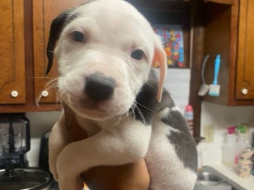 American Pit Bull Terrier – pit bull puppy – Morrow