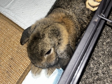 Holland Lop – Holland lop – Madison Heights
