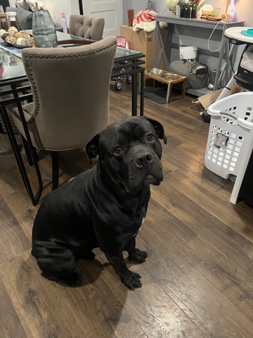 Cane Corso – Meet Mateo: Your Gentle Giant, Perfect for Family Fun and Protection!
