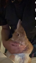 American – bunny