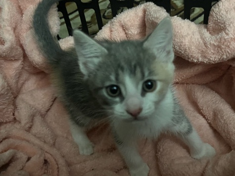 Kittens Fur SALE!!! – Mansfield