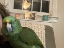 Amazon Parrot – yellow nape amazon