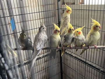 Cockatiel – Cockatiels – Richmond