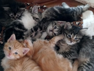 Ragamuffin – 8 week old kitties looking for their FOREVER HOME