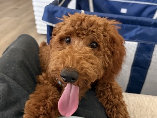 Red Miniature Poodle (Very Friendly) – Denton