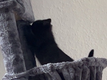 British Longhair – Nelly Schwarze BKH – Hagen
