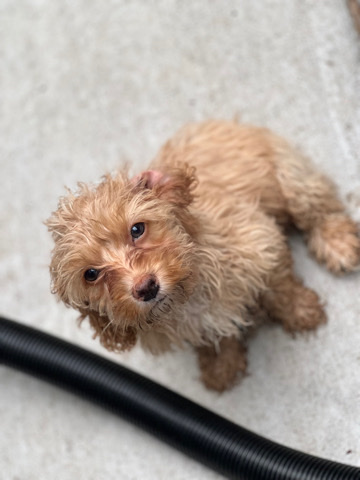 Yorkshire Terrier – Cockapoo For Sale