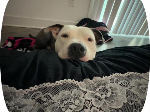 American Pit Bull Terrier – SWEETBOY NEEDS A HOME – Seabrook