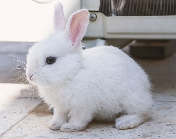 Champagne D'argent – White pure bunny and cheaper price is : 200 off