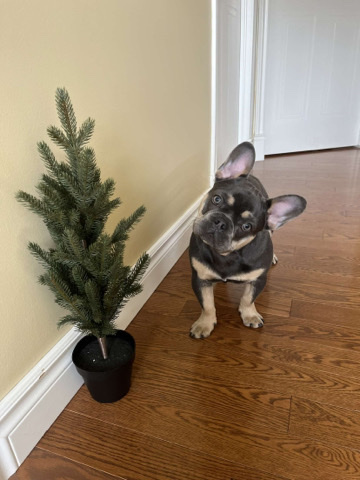 French Bulldog – le meilleur chien