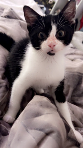 Russian White, Black and Tabby – tigger (10 weeks)